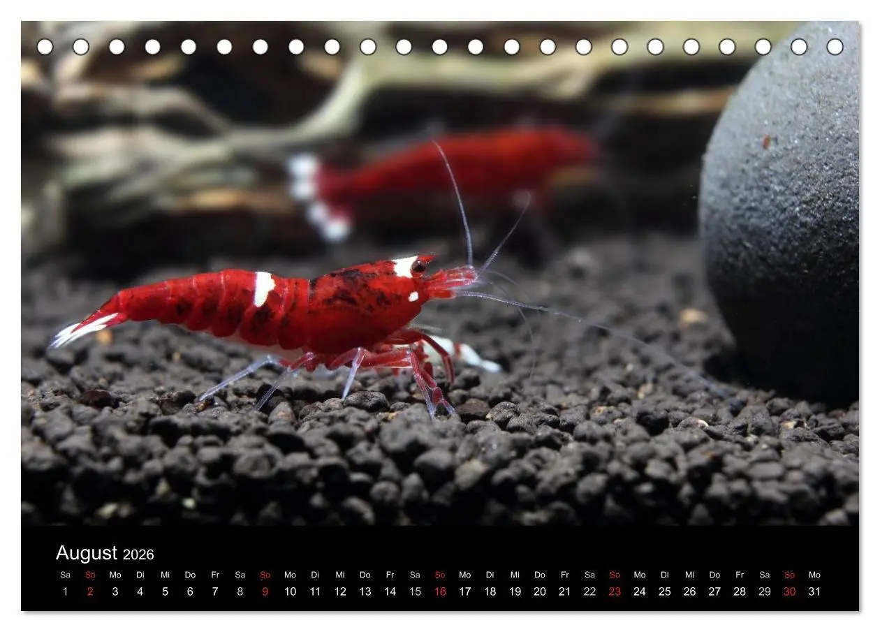 Bild: 9783516018899 | Zwerggarnelen - gepanzerte Juwelen im Aquarium (Tischkalender 2026...