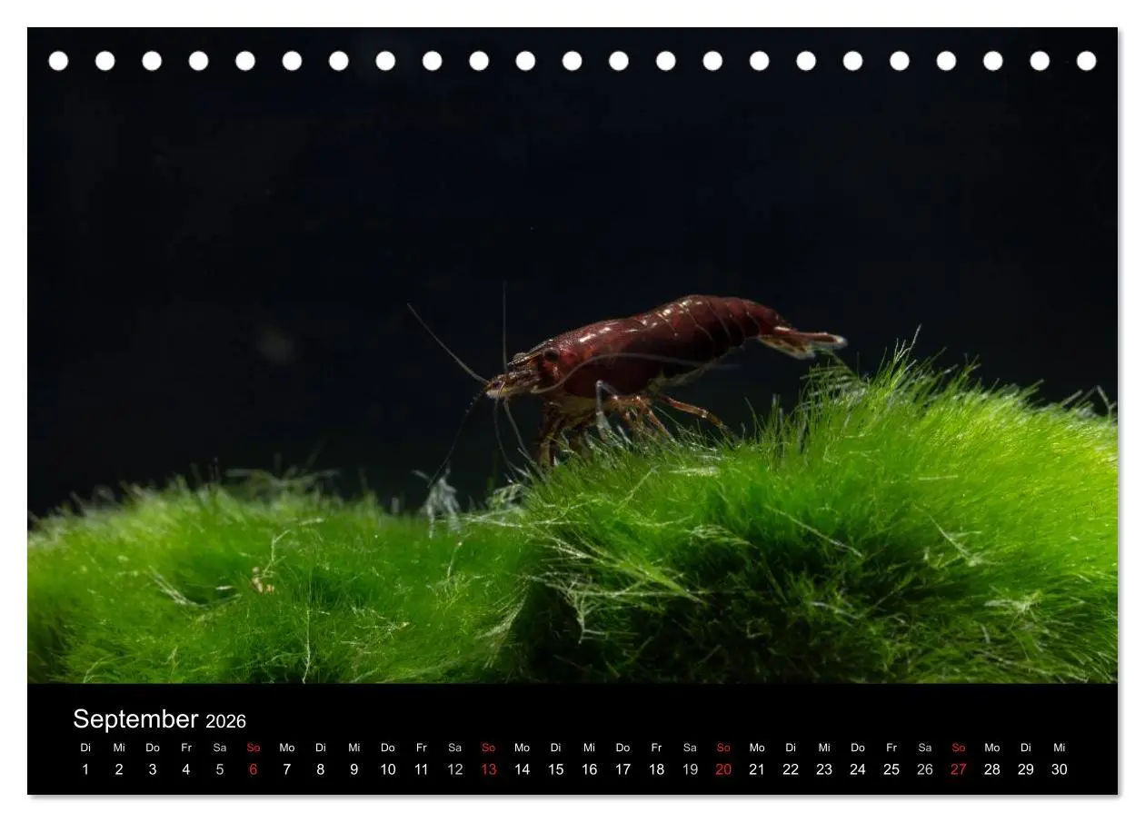 Bild: 9783516018899 | Zwerggarnelen - gepanzerte Juwelen im Aquarium (Tischkalender 2026...