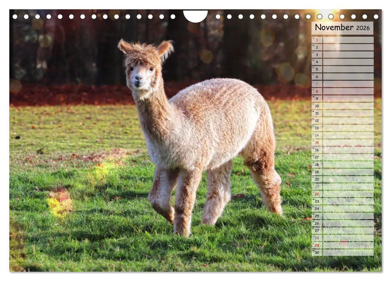 Bild: 9783457599099 | Alpaka, coole Typen mit wilden Frisuren (Wandkalender 2026 DIN A4...