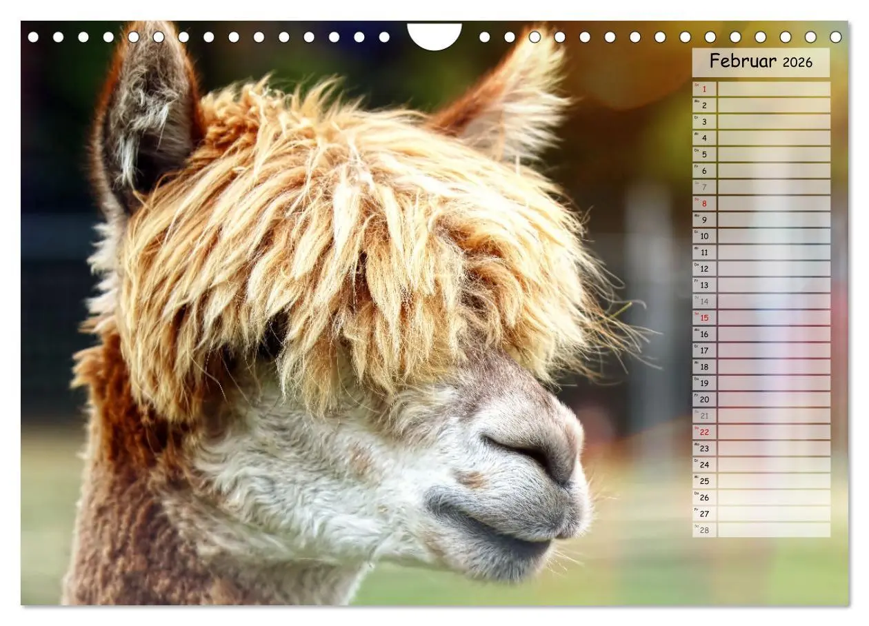 Bild: 9783457599099 | Alpaka, coole Typen mit wilden Frisuren (Wandkalender 2026 DIN A4...