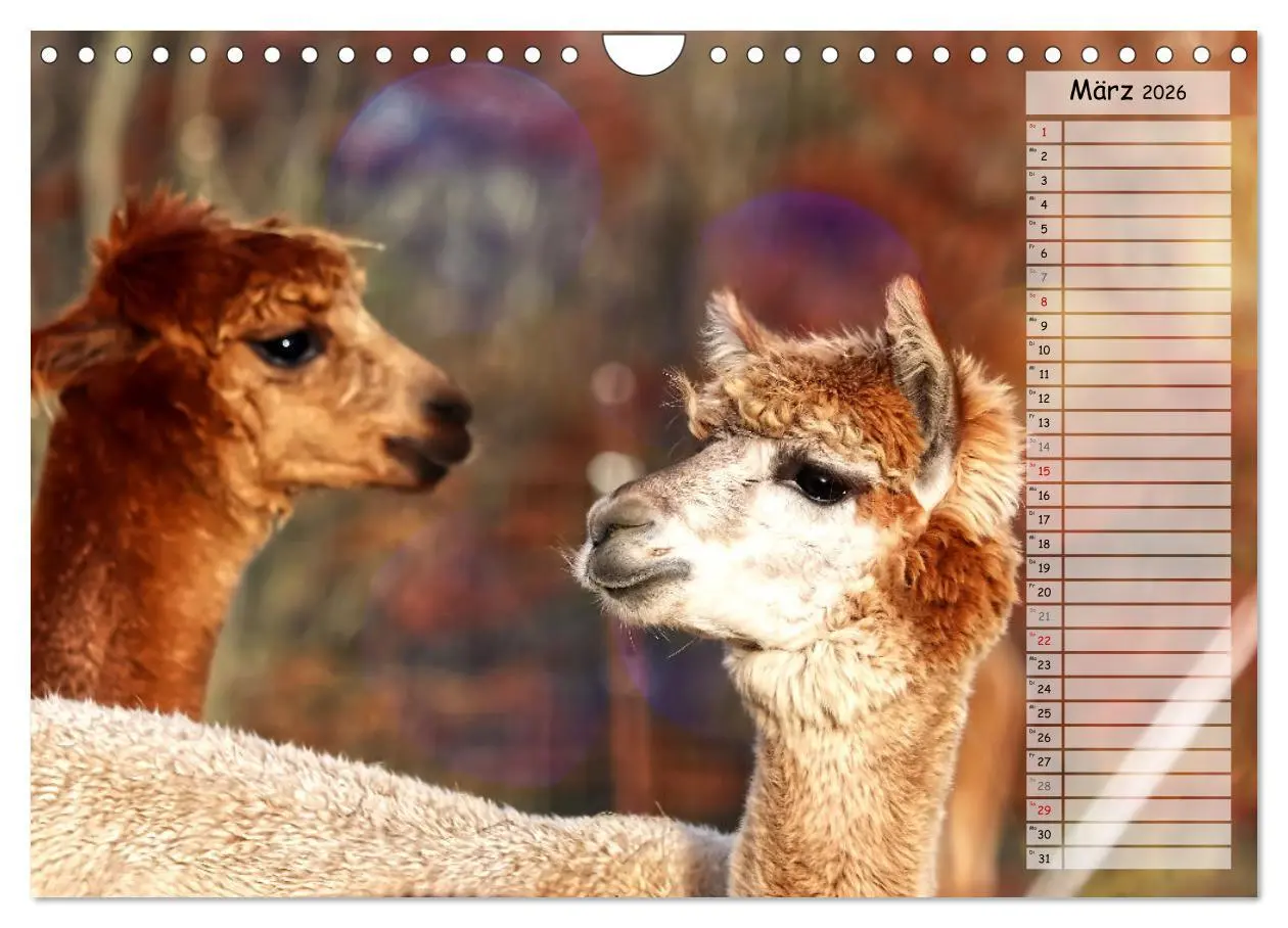 Bild: 9783457599099 | Alpaka, coole Typen mit wilden Frisuren (Wandkalender 2026 DIN A4...