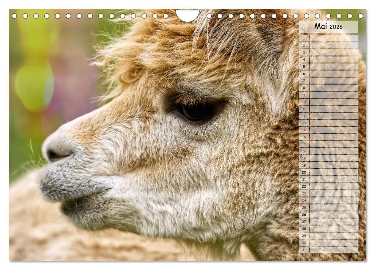 Bild: 9783457599099 | Alpaka, coole Typen mit wilden Frisuren (Wandkalender 2026 DIN A4...