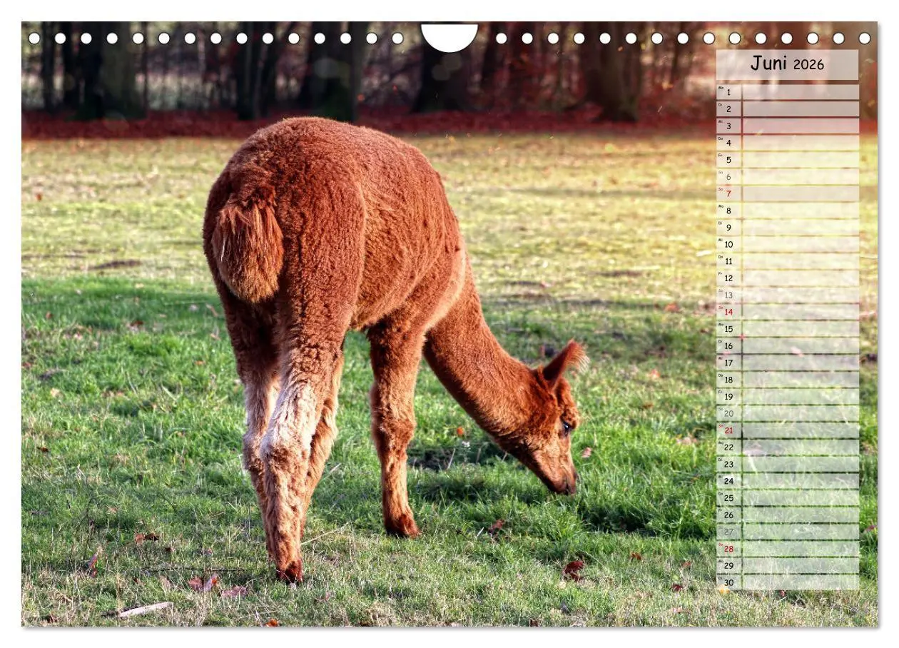 Bild: 9783457599099 | Alpaka, coole Typen mit wilden Frisuren (Wandkalender 2026 DIN A4...