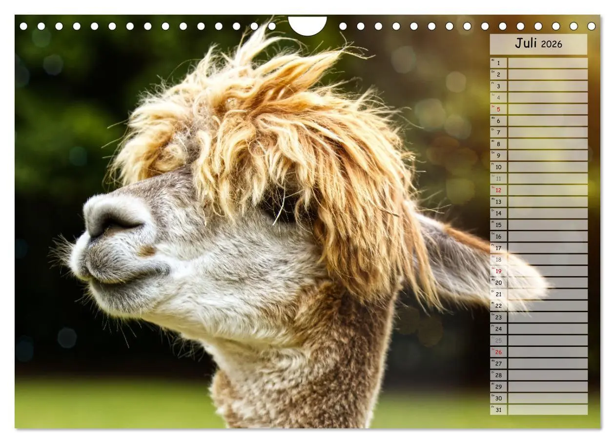 Bild: 9783457599099 | Alpaka, coole Typen mit wilden Frisuren (Wandkalender 2026 DIN A4...
