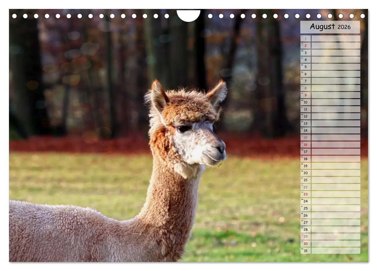 Bild: 9783457599099 | Alpaka, coole Typen mit wilden Frisuren (Wandkalender 2026 DIN A4...