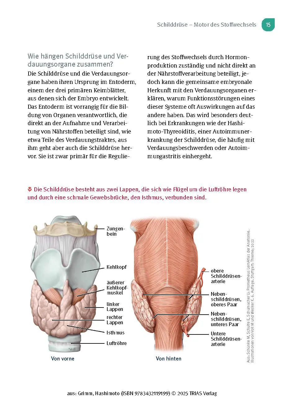 Bild: 9783432119199 | Naturheilpraxis: Hashimoto | Markus Grimm | Taschenbuch | 136 S.