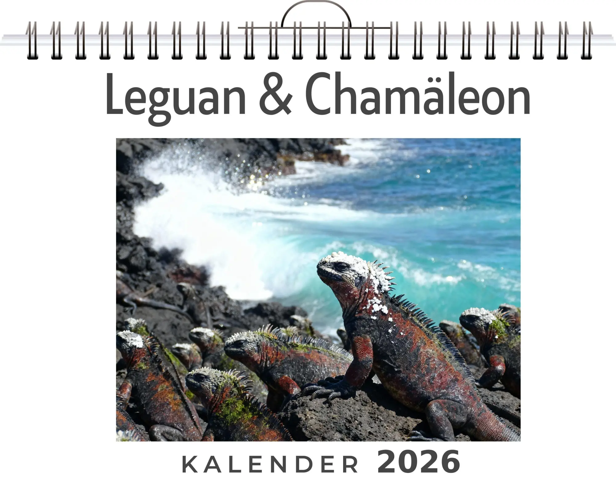 Cover: 9783695329199 | Leguan &amp; Chamäleon | Felix Lang | Kalender | Deutsch | 2026 | FlipFlop