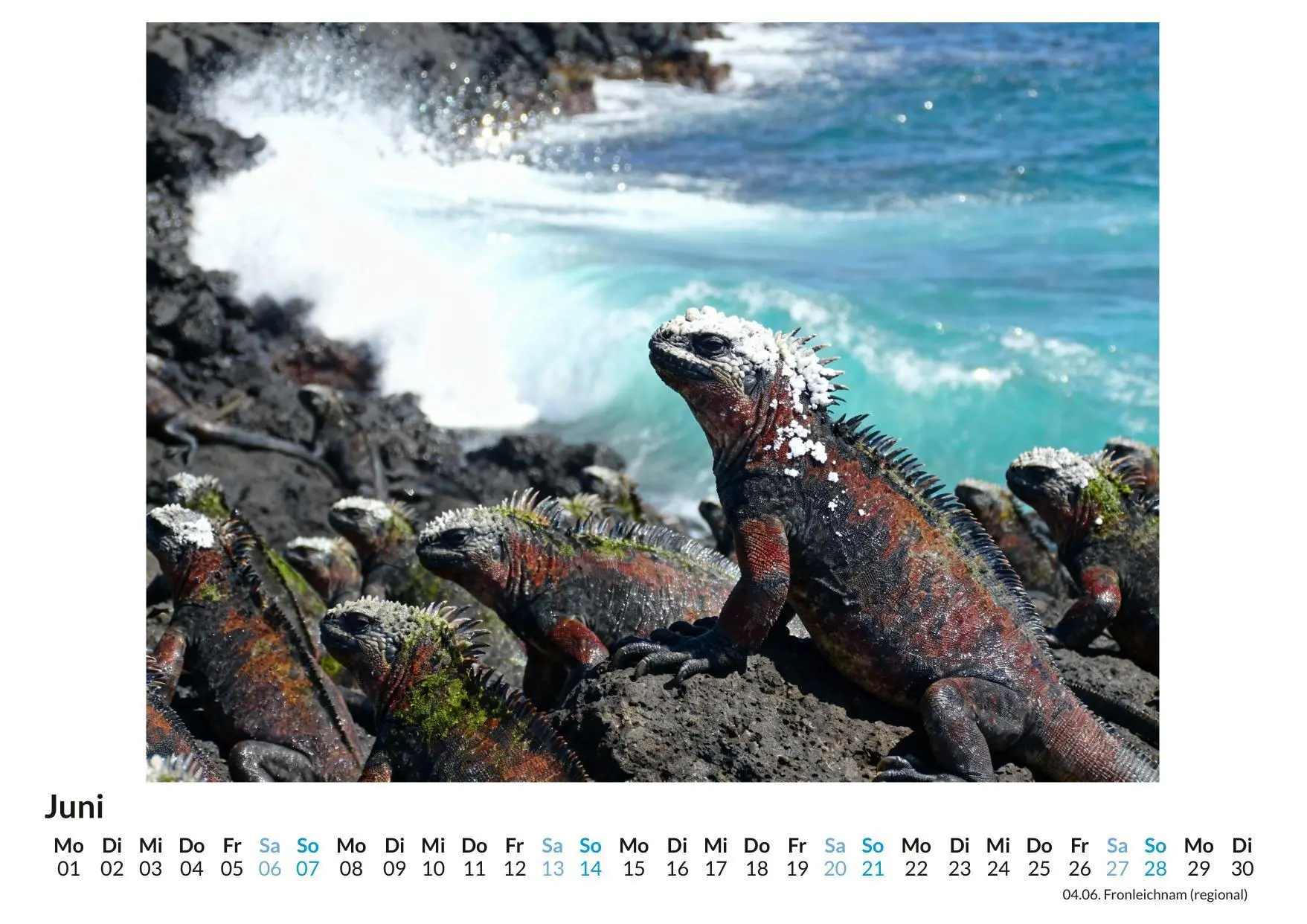 Bild: 9783695329199 | Leguan &amp; Chamäleon | Felix Lang | Kalender | Deutsch | 2026 | FlipFlop