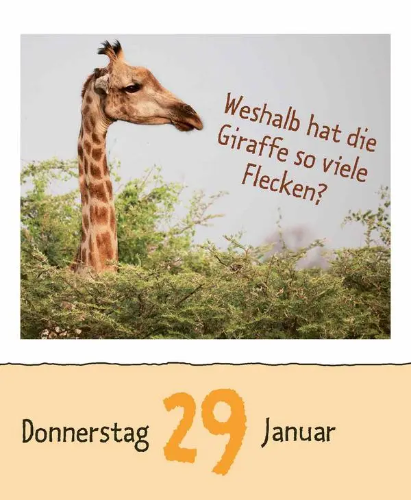 Bild: 9783731889199 | Wie faul ist das Faultier? 2026 | Verlag Korsch | Kalender | 328 S.