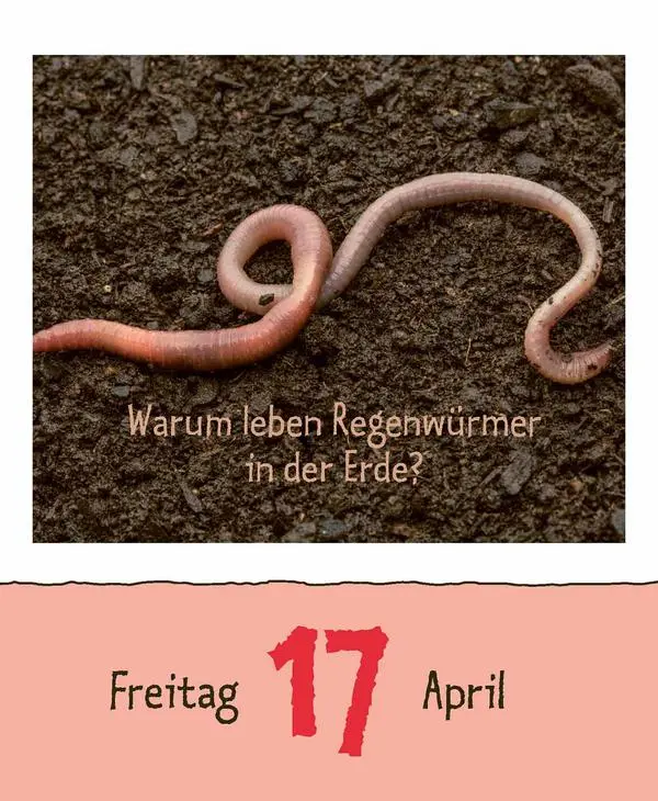 Bild: 9783731889199 | Wie faul ist das Faultier? 2026 | Verlag Korsch | Kalender | 328 S.