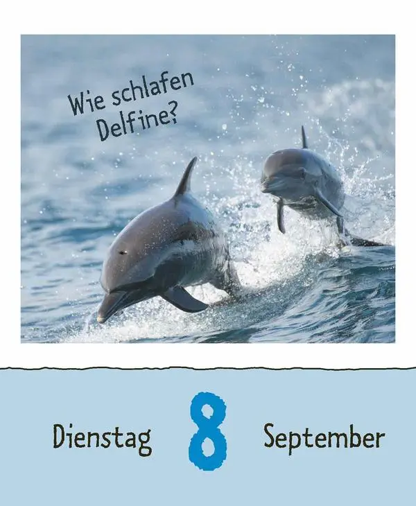 Bild: 9783731889199 | Wie faul ist das Faultier? 2026 | Verlag Korsch | Kalender | 328 S.