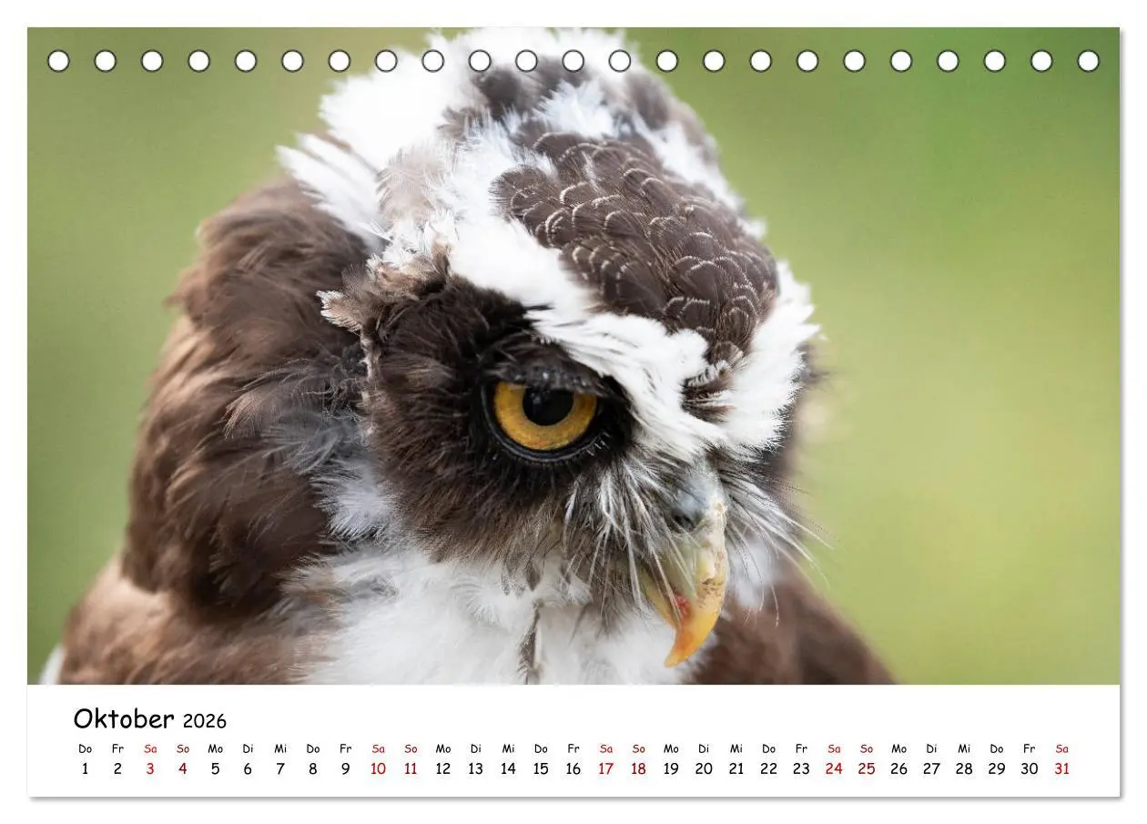 Bild: 9783457719299 | Eulen 2026 (Tischkalender 2026 DIN A5 quer), CALVENDO Monatskalender
