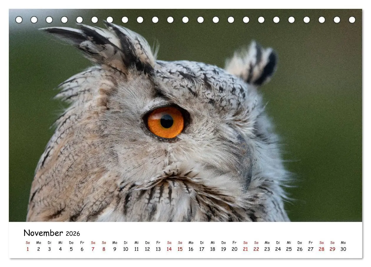 Bild: 9783457719299 | Eulen 2026 (Tischkalender 2026 DIN A5 quer), CALVENDO Monatskalender