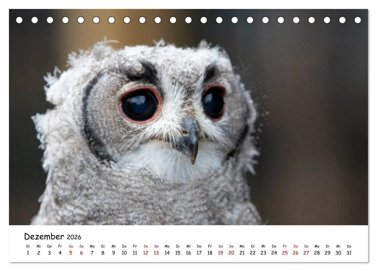 Bild: 9783457719299 | Eulen 2026 (Tischkalender 2026 DIN A5 quer), CALVENDO Monatskalender