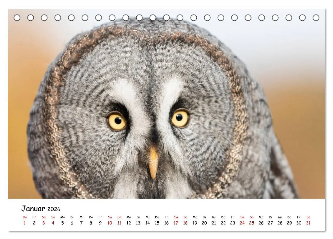 Bild: 9783457719299 | Eulen 2026 (Tischkalender 2026 DIN A5 quer), CALVENDO Monatskalender