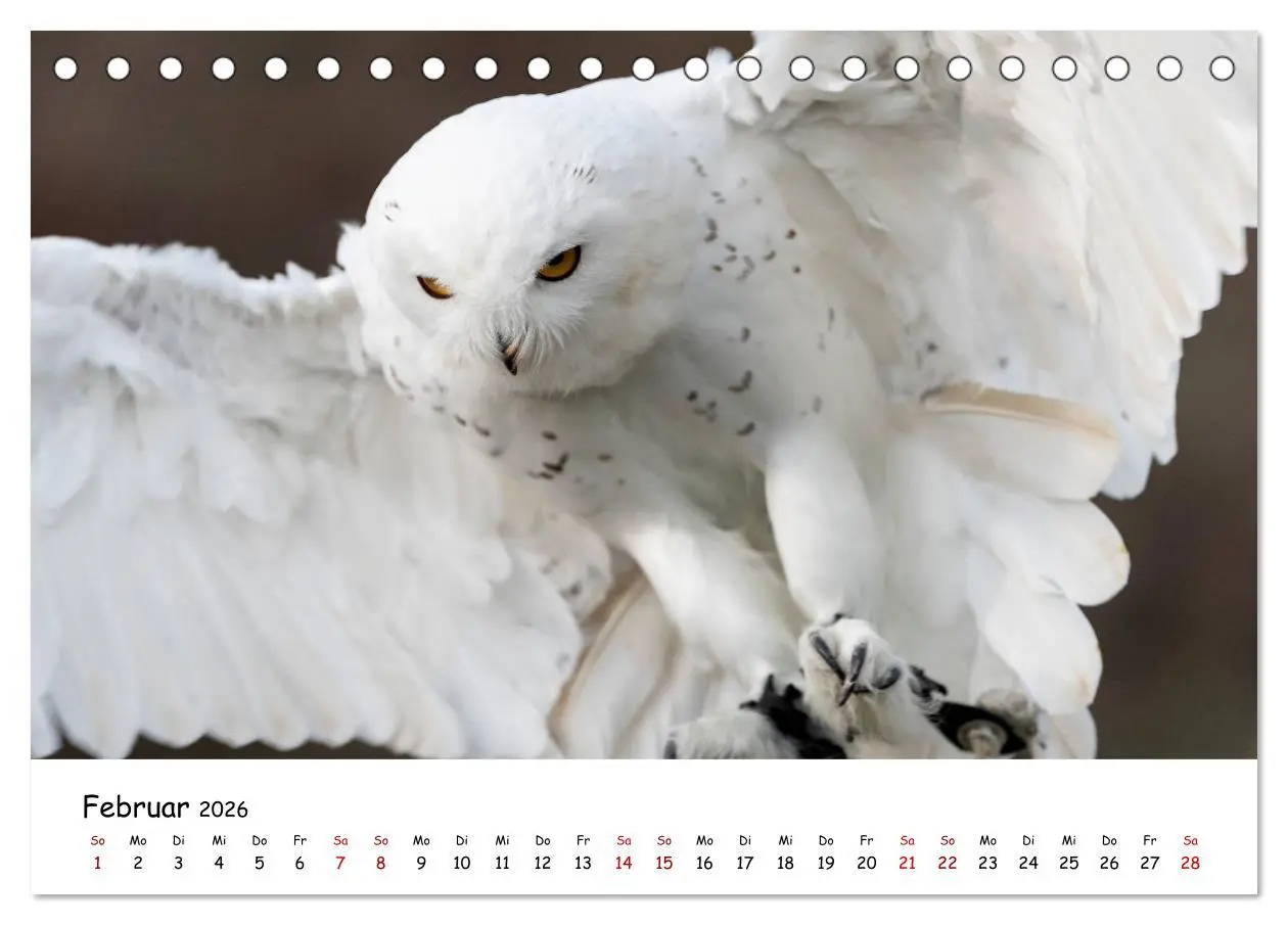 Bild: 9783457719299 | Eulen 2026 (Tischkalender 2026 DIN A5 quer), CALVENDO Monatskalender