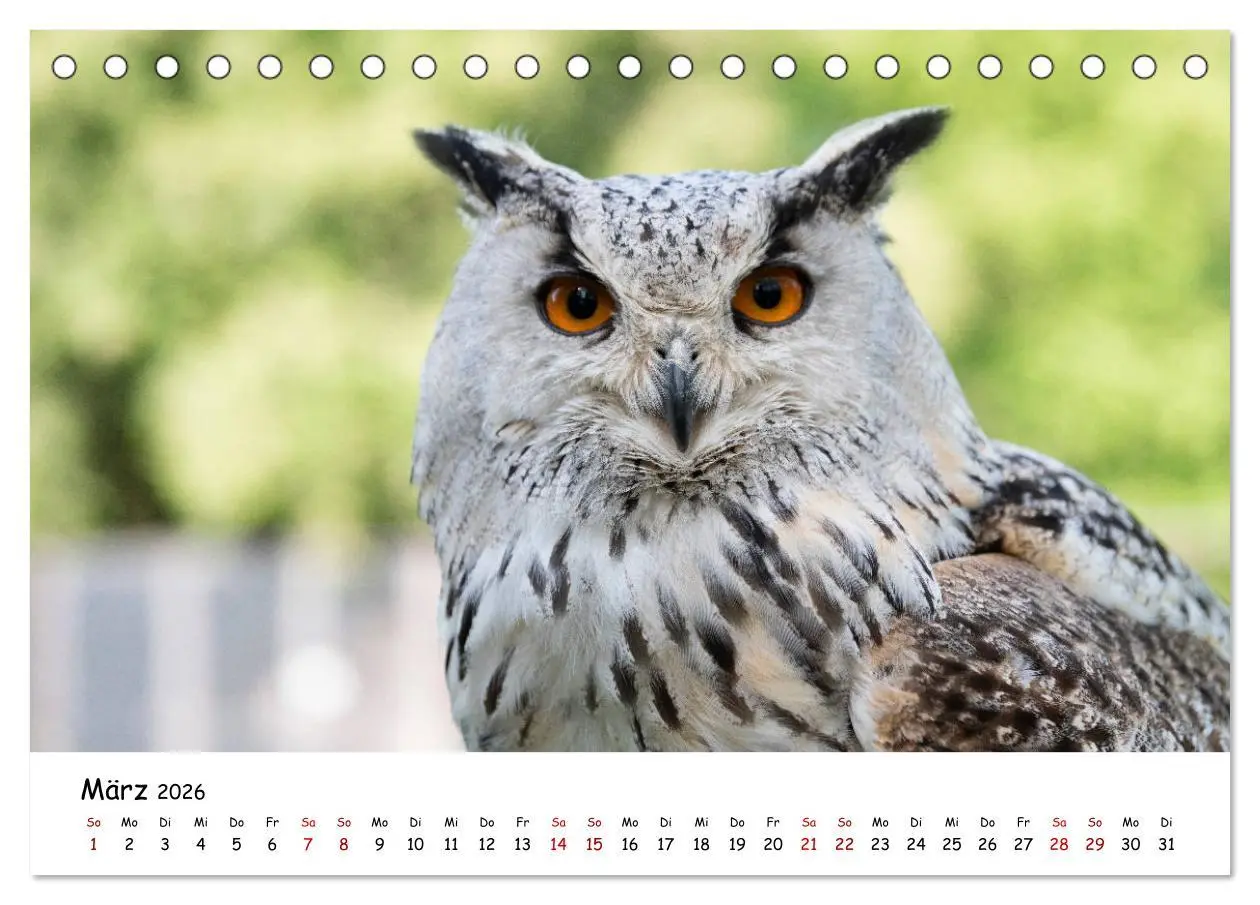 Bild: 9783457719299 | Eulen 2026 (Tischkalender 2026 DIN A5 quer), CALVENDO Monatskalender