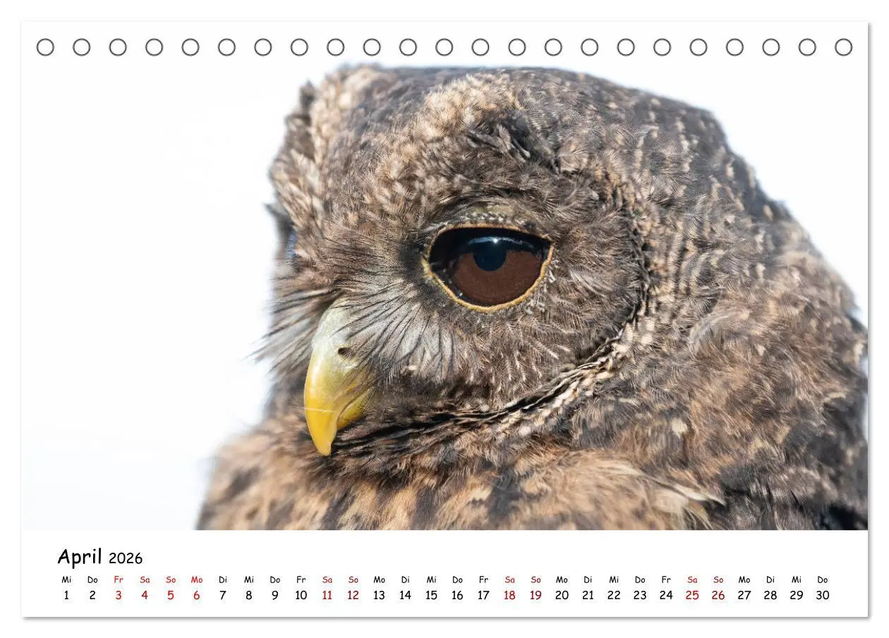 Bild: 9783457719299 | Eulen 2026 (Tischkalender 2026 DIN A5 quer), CALVENDO Monatskalender