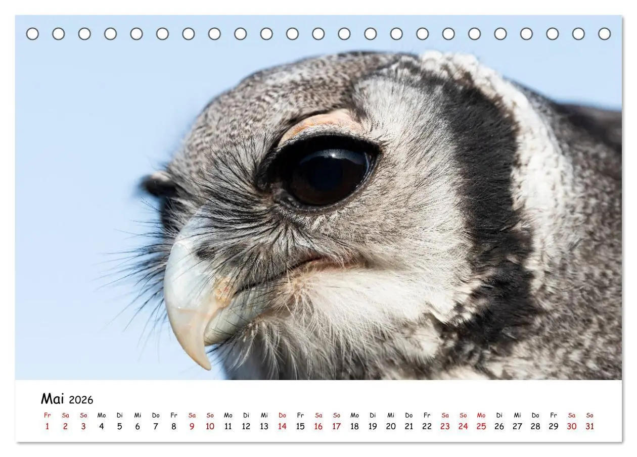Bild: 9783457719299 | Eulen 2026 (Tischkalender 2026 DIN A5 quer), CALVENDO Monatskalender