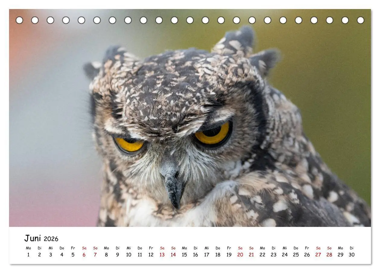 Bild: 9783457719299 | Eulen 2026 (Tischkalender 2026 DIN A5 quer), CALVENDO Monatskalender