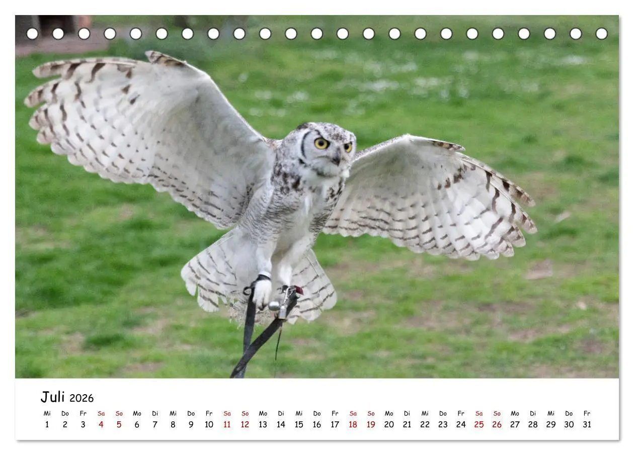 Bild: 9783457719299 | Eulen 2026 (Tischkalender 2026 DIN A5 quer), CALVENDO Monatskalender