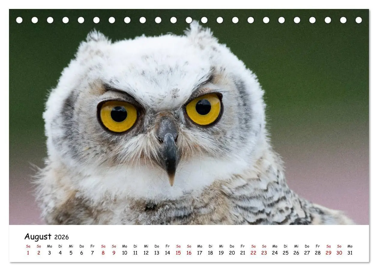 Bild: 9783457719299 | Eulen 2026 (Tischkalender 2026 DIN A5 quer), CALVENDO Monatskalender