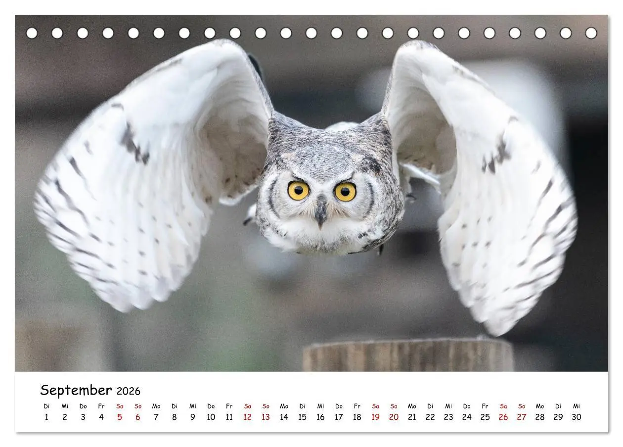Bild: 9783457719299 | Eulen 2026 (Tischkalender 2026 DIN A5 quer), CALVENDO Monatskalender