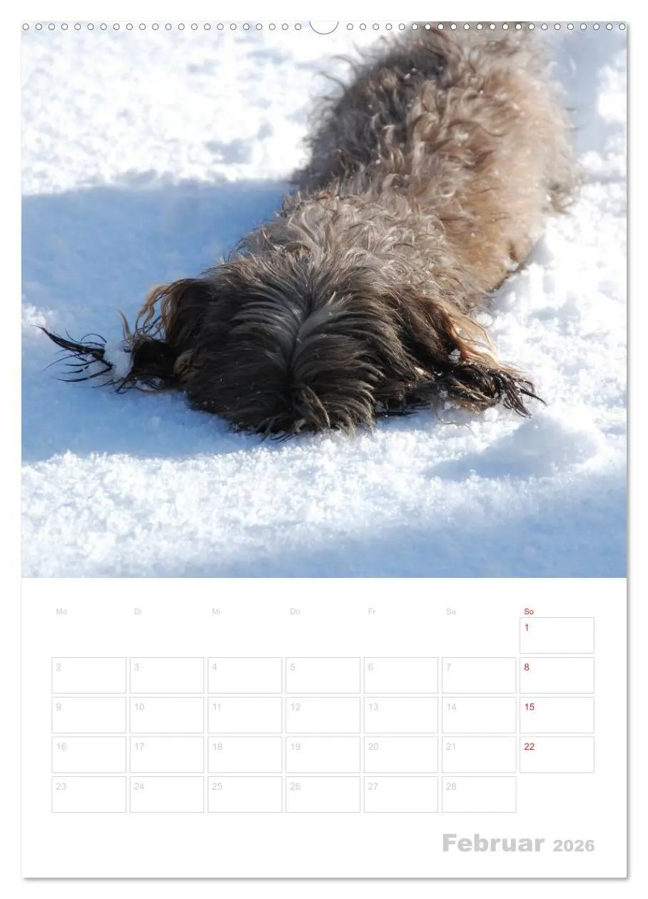 Bild: 9783516429299 | Der Dackel - mein kleiner Freund (Wandkalender 2026 DIN A2 hoch),...