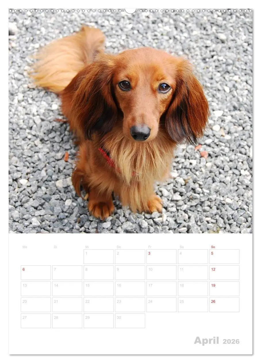 Bild: 9783516429299 | Der Dackel - mein kleiner Freund (Wandkalender 2026 DIN A2 hoch),...