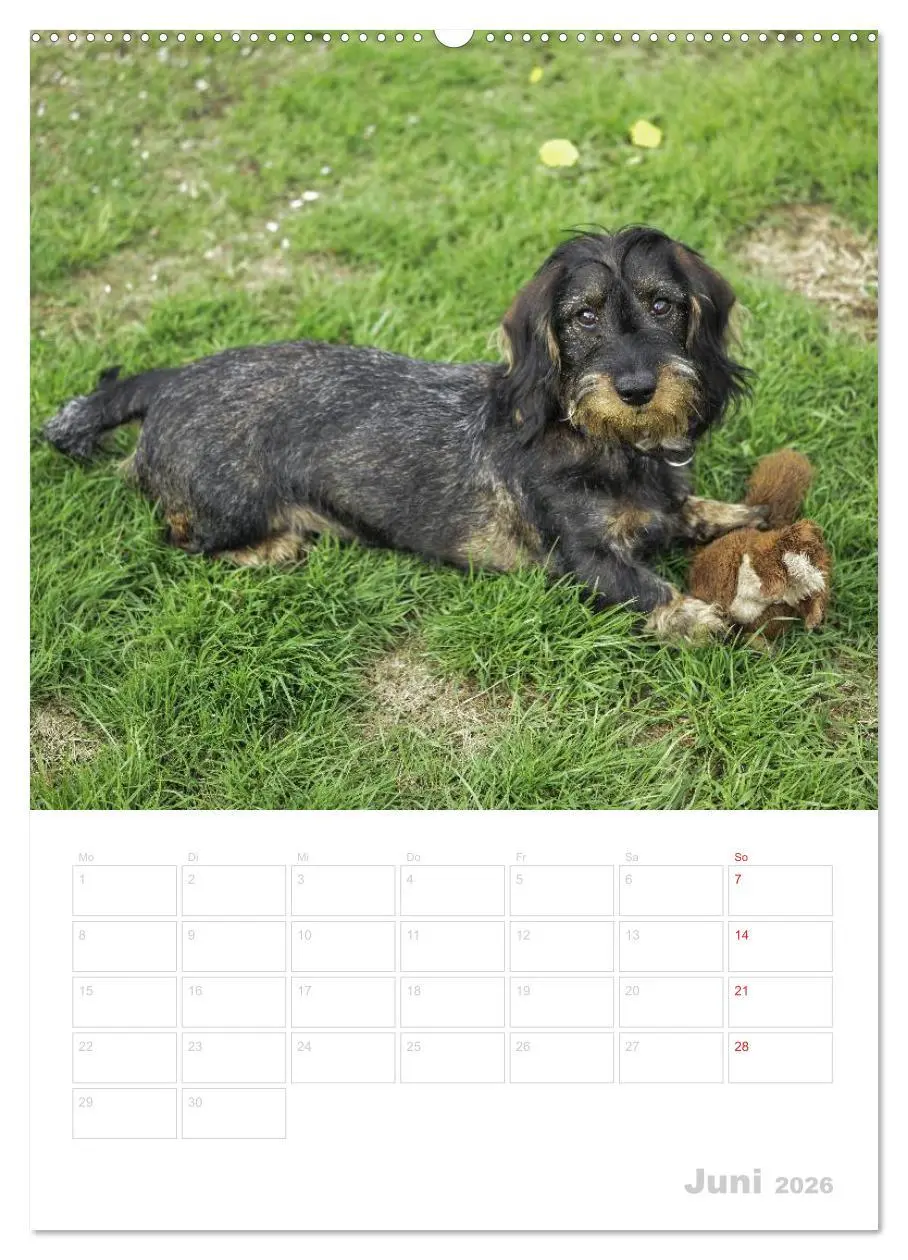 Bild: 9783516429299 | Der Dackel - mein kleiner Freund (Wandkalender 2026 DIN A2 hoch),...