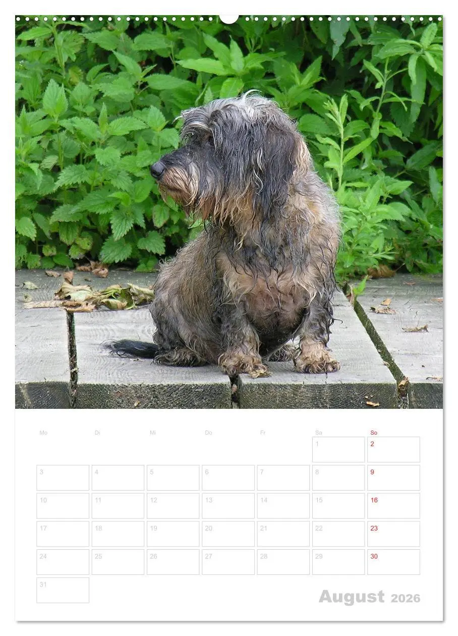 Bild: 9783516429299 | Der Dackel - mein kleiner Freund (Wandkalender 2026 DIN A2 hoch),...