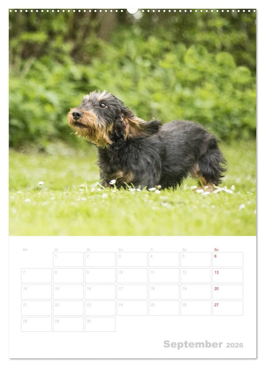 Bild: 9783516429299 | Der Dackel - mein kleiner Freund (Wandkalender 2026 DIN A2 hoch),...