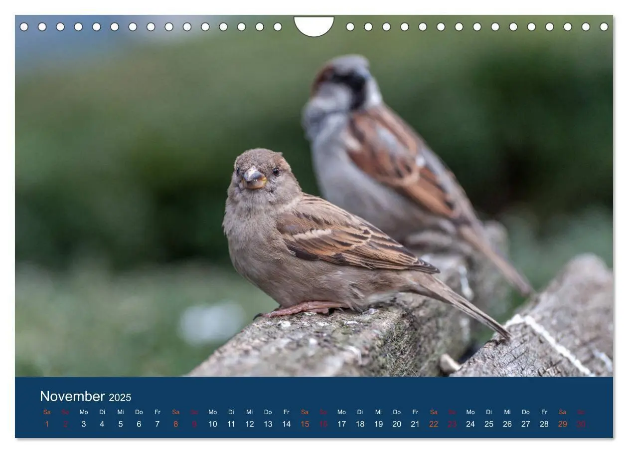 Bild: 9783435789399 | Spatzen-Kalender (Wandkalender 2025 DIN A4 quer), CALVENDO...