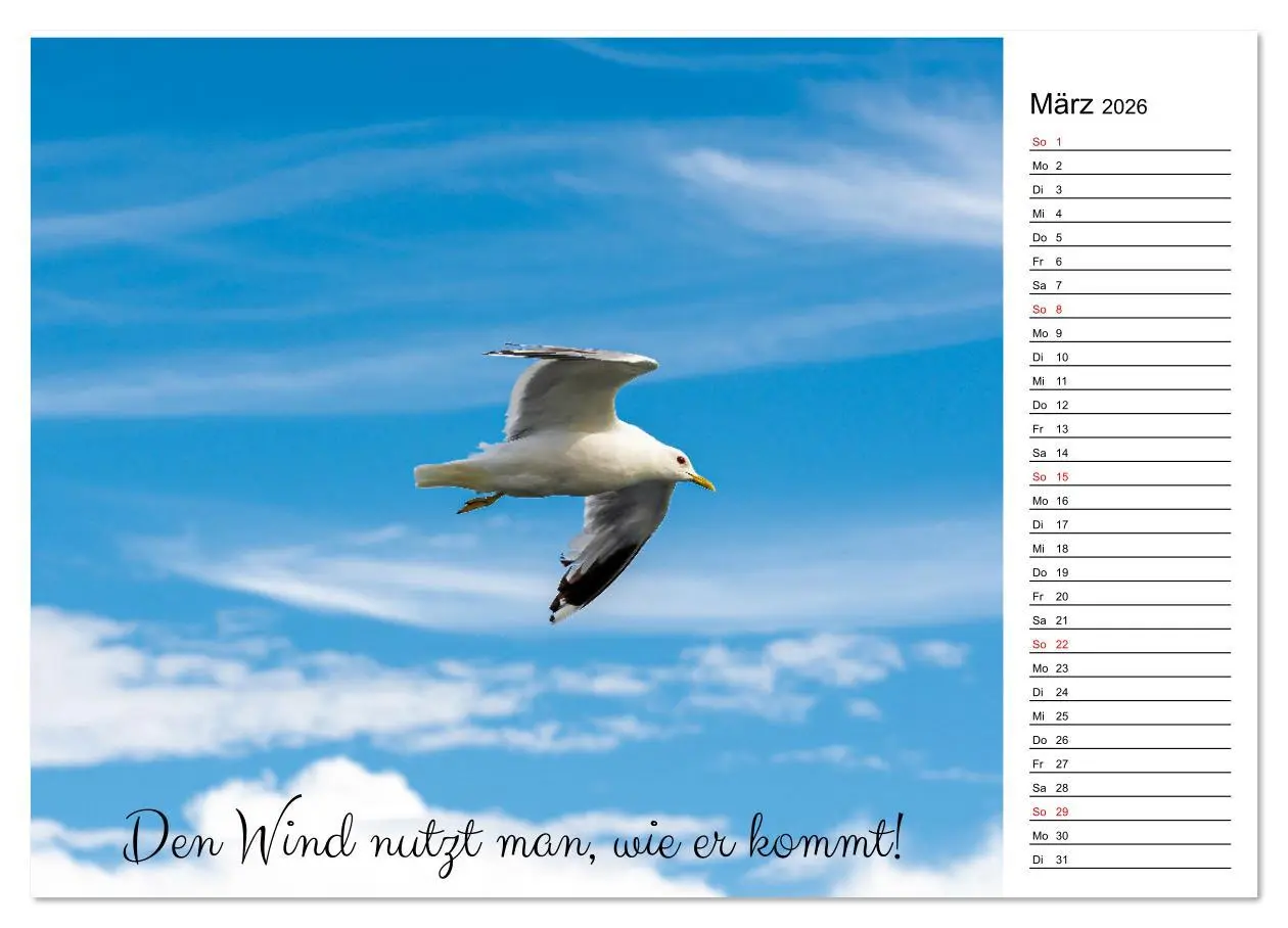 Bild: 9783457329399 | Lebensweisheiten der Möwe - Im Flug des Lebens (Wandkalender 2026...