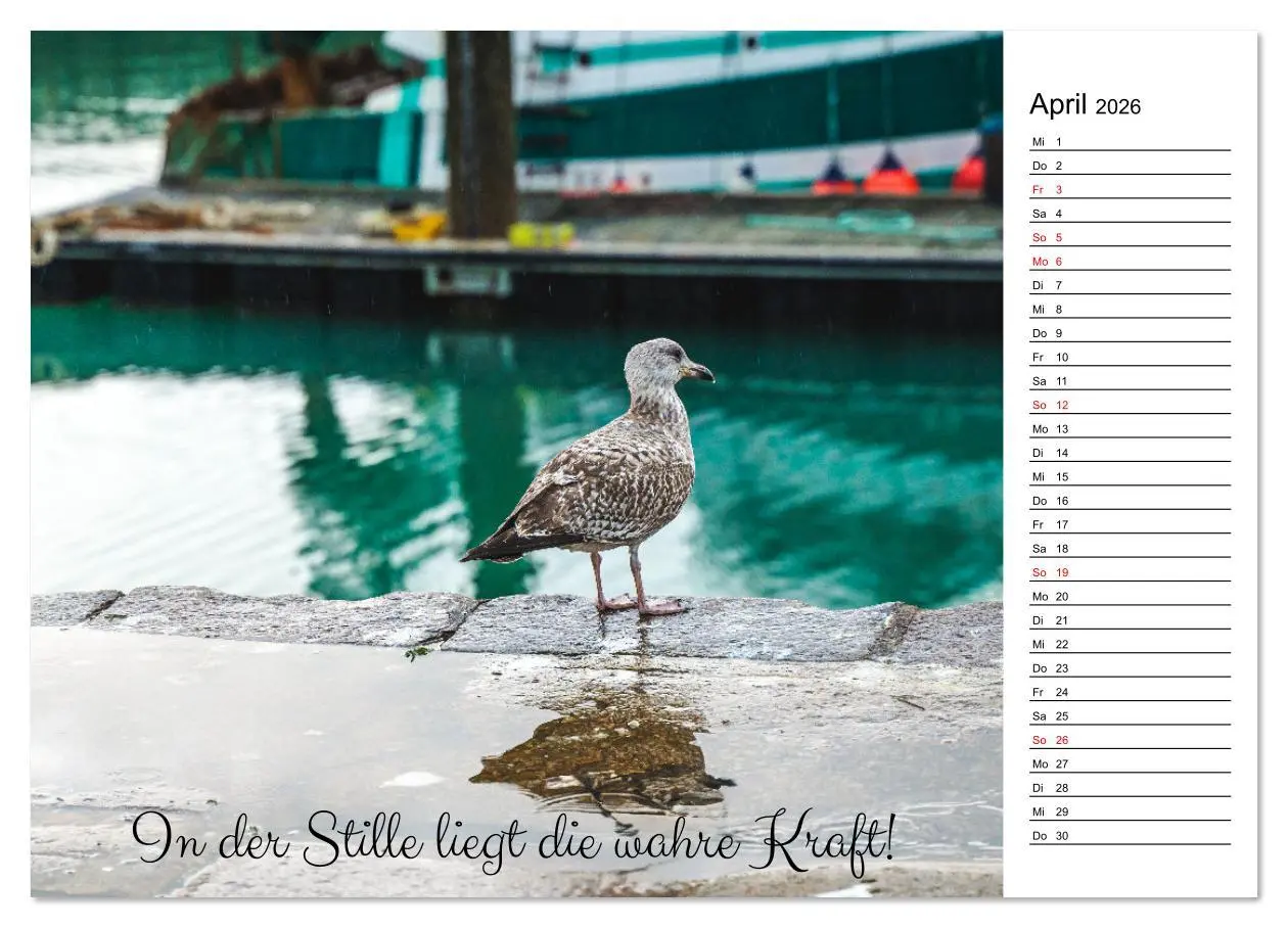 Bild: 9783457329399 | Lebensweisheiten der Möwe - Im Flug des Lebens (Wandkalender 2026...