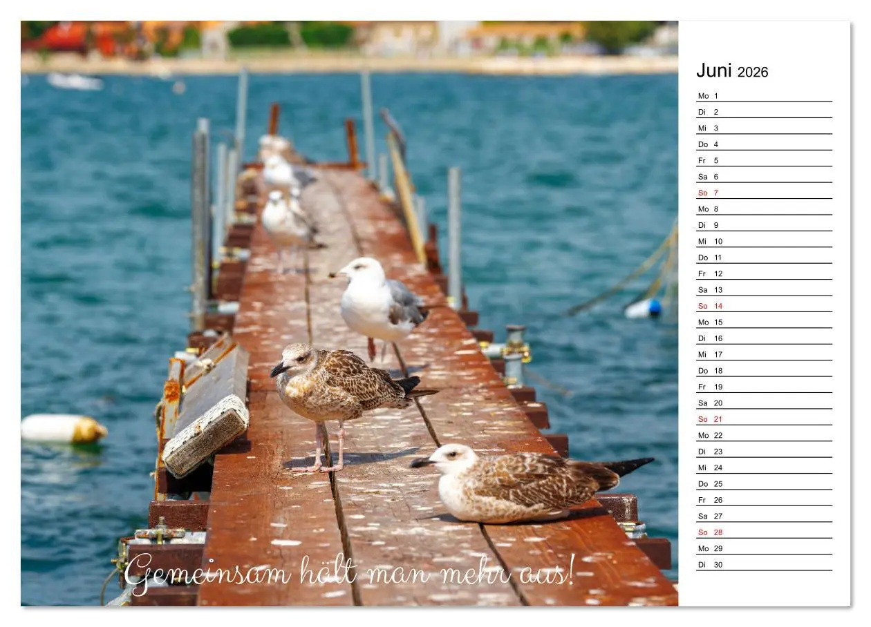 Bild: 9783457329399 | Lebensweisheiten der Möwe - Im Flug des Lebens (Wandkalender 2026...