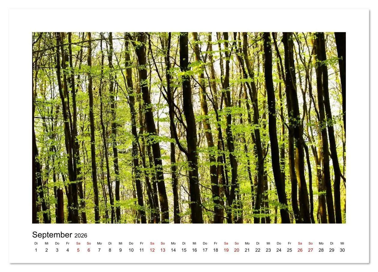 Bild: 9783457879399 | Zauberhafte Landschaften im Odenwald (Wandkalender 2026 DIN A4...