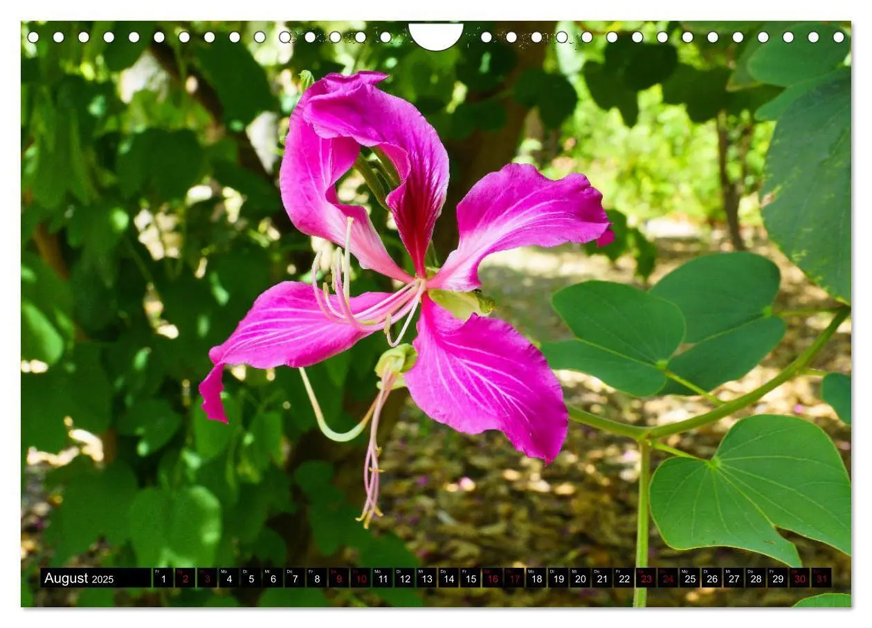 Bild: 9783435399499 | Botanischer Garten Palermo (Wandkalender 2025 DIN A4 quer),...