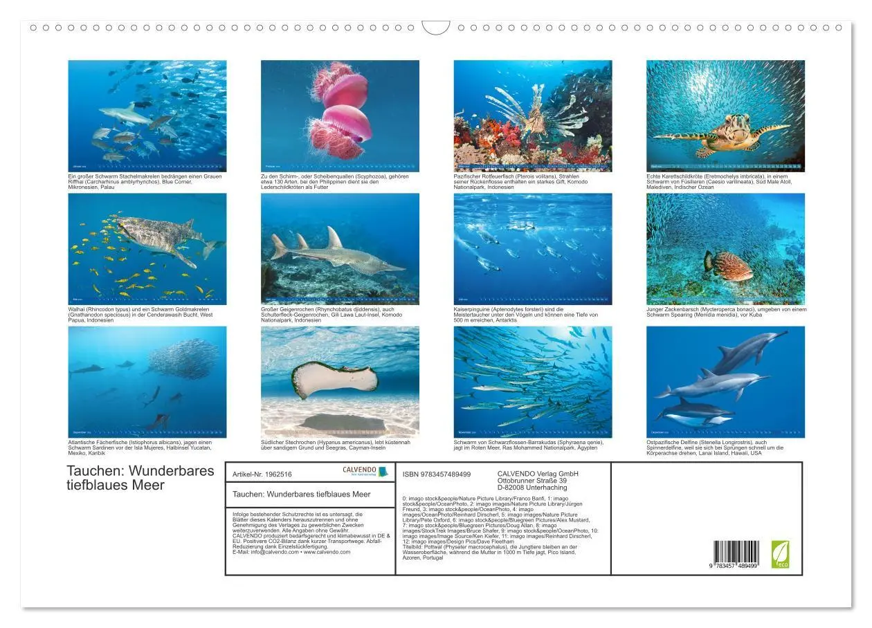 Bild: 9783457489499 | Tauchen: Wunderbares tiefblaues Meer (Wandkalender 2026 DIN A2...
