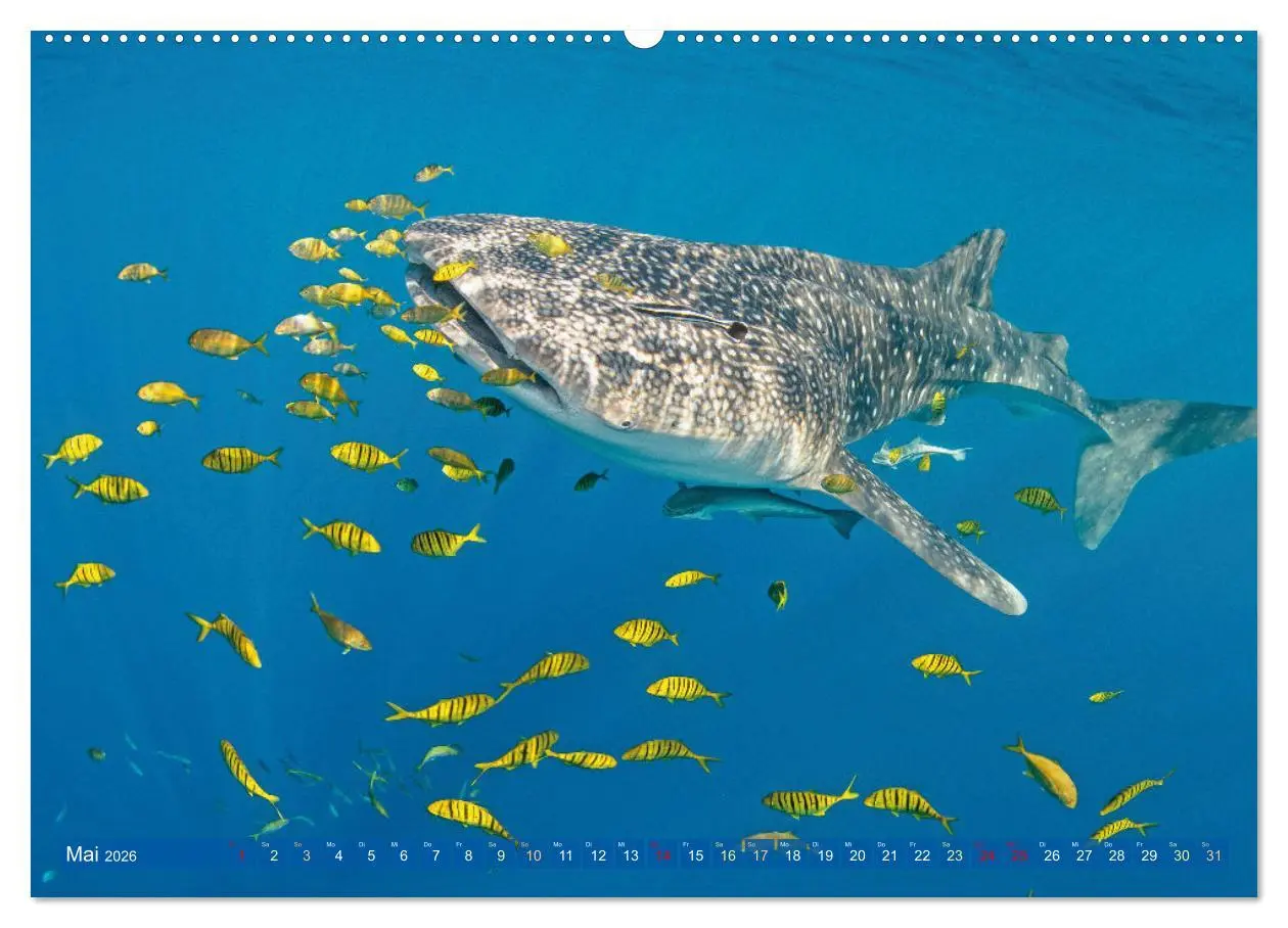 Bild: 9783457489499 | Tauchen: Wunderbares tiefblaues Meer (Wandkalender 2026 DIN A2...
