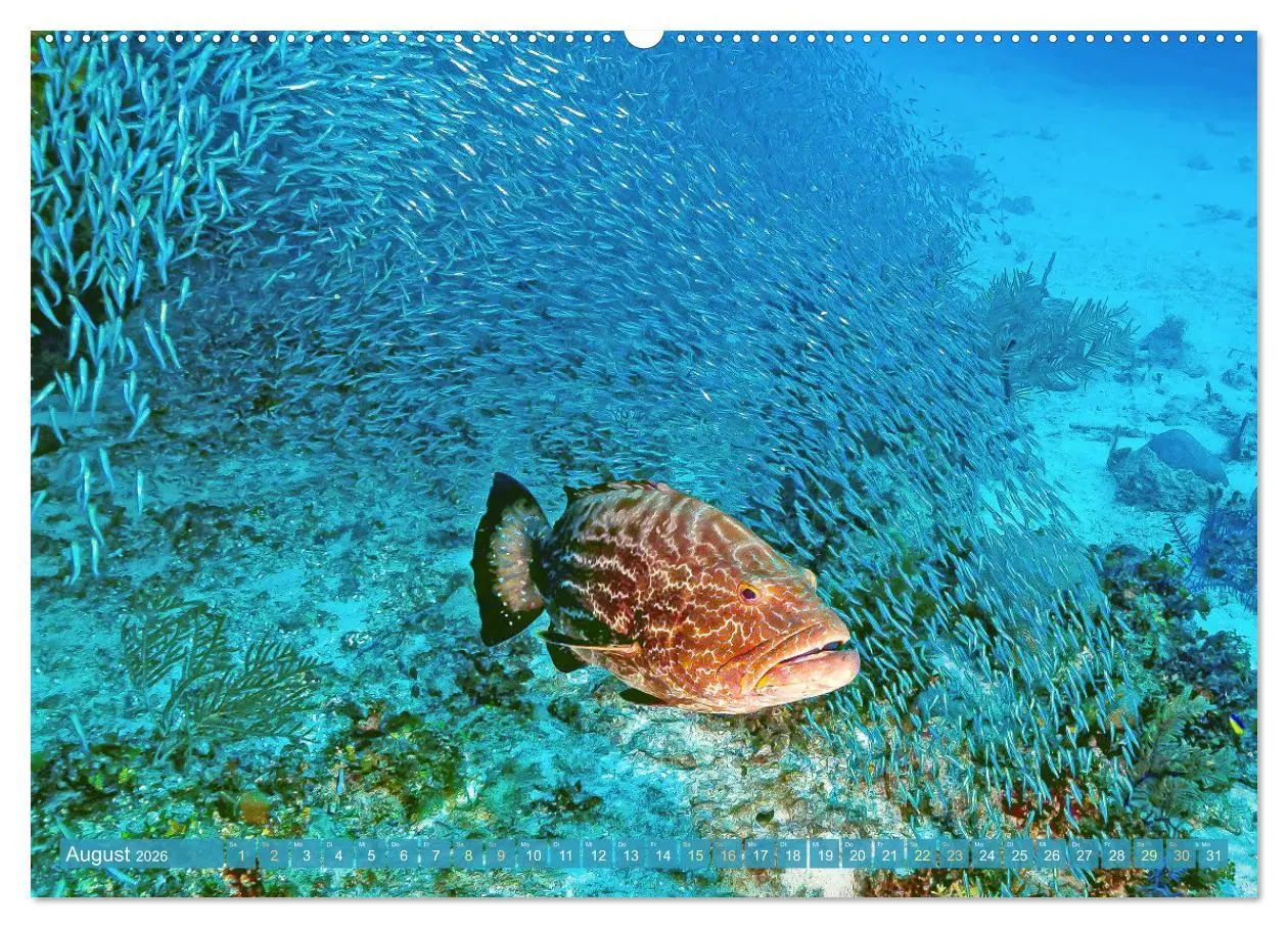 Bild: 9783457489499 | Tauchen: Wunderbares tiefblaues Meer (Wandkalender 2026 DIN A2...