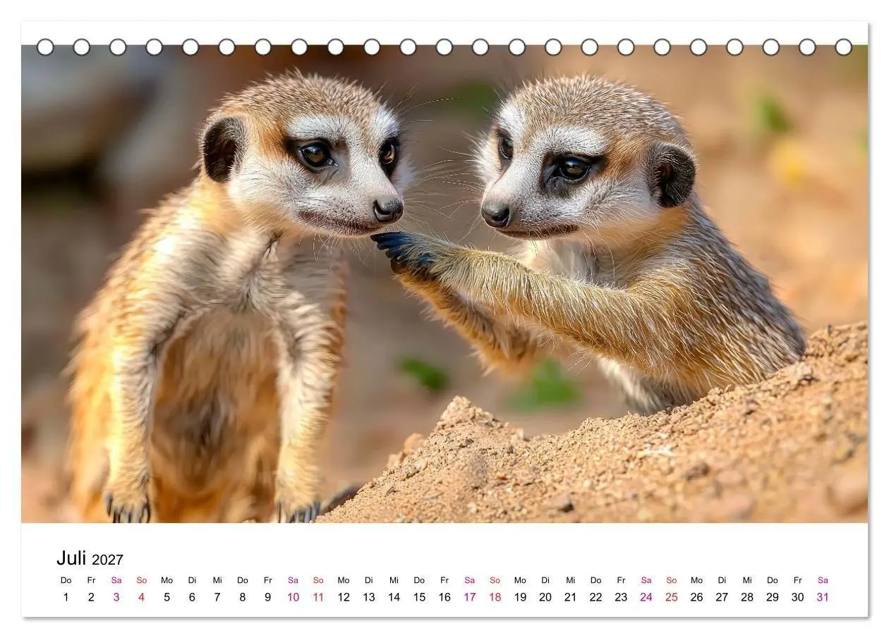 Bild: 9783516959499 | Erdmännchen - klein, frech, neugierig (Tischkalender 2027 DIN A5...