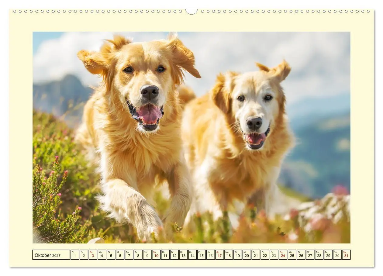 Bild: 9783516949599 | Golden Retriever. Treue Seelenhunde in der Bergwelt (Wandkalender...