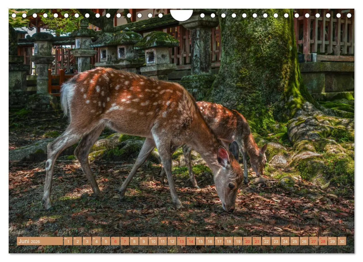 Bild: 9783457539699 | Japan - Land der Vielfalt (Wandkalender 2026 DIN A4 quer), CALVENDO...