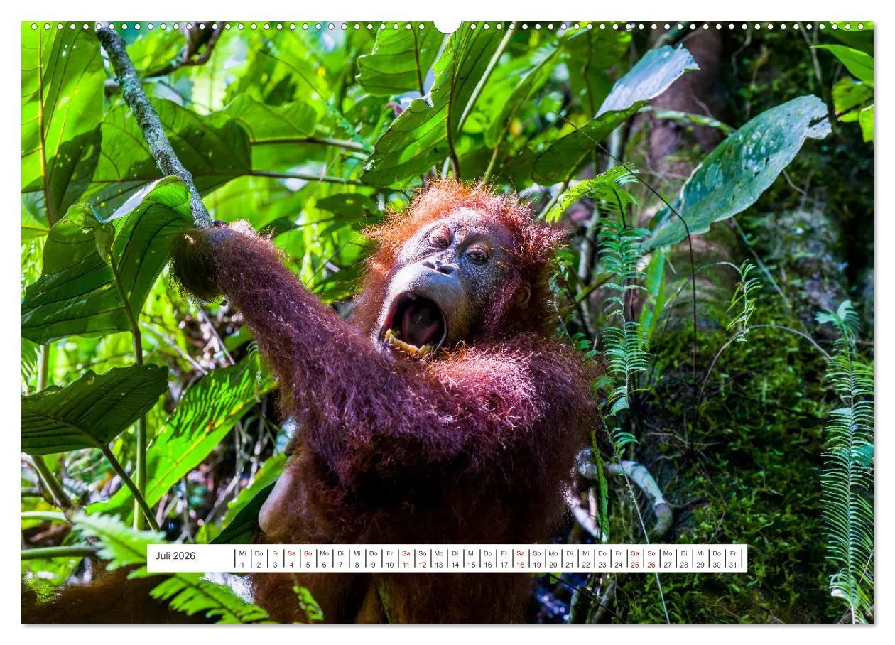 Bild: 9783457389799 | Gunung Leuser Nationalpark und seine Orang Utans (Wandkalender 2026...