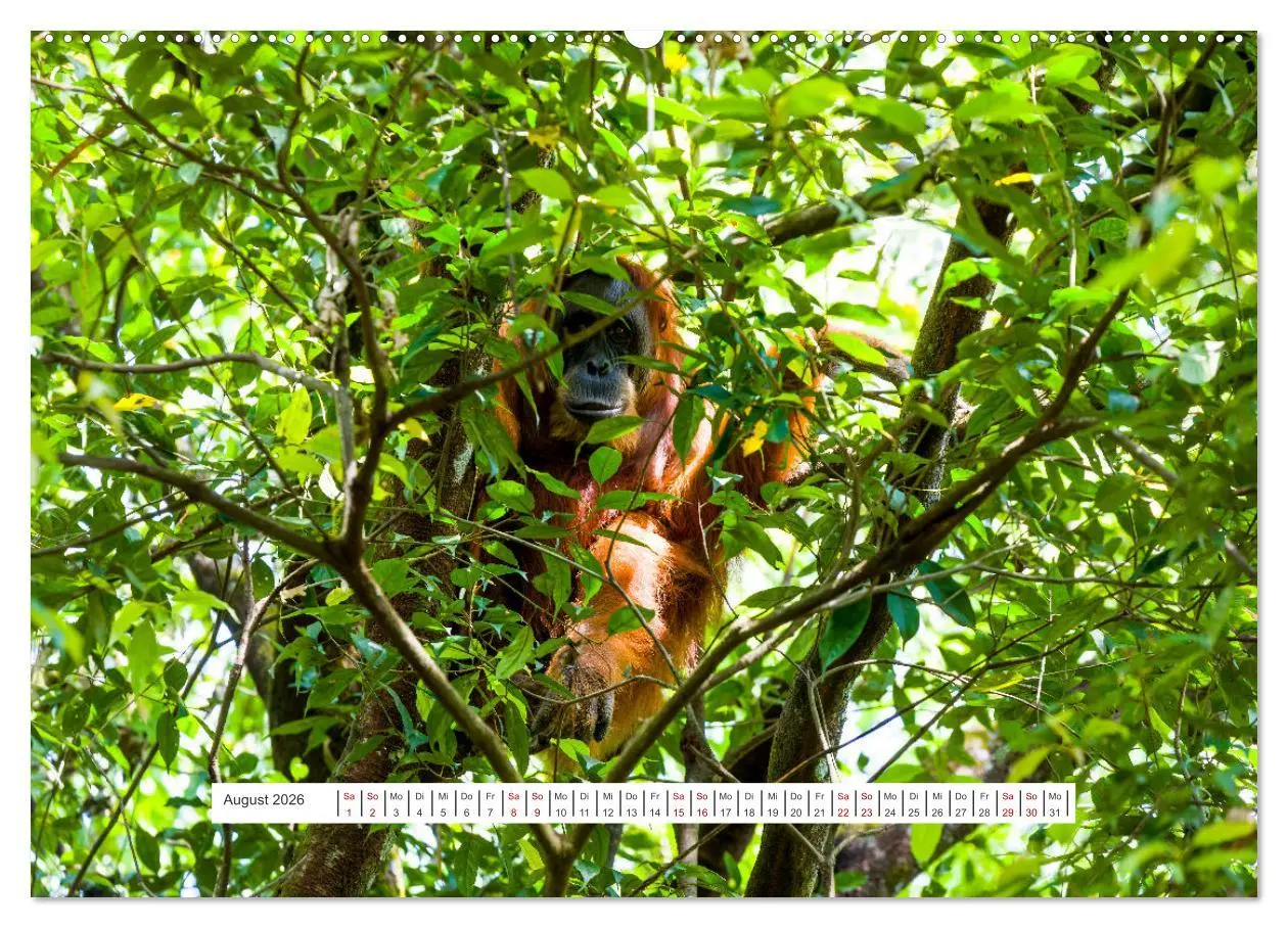 Bild: 9783457389799 | Gunung Leuser Nationalpark und seine Orang Utans (Wandkalender 2026...