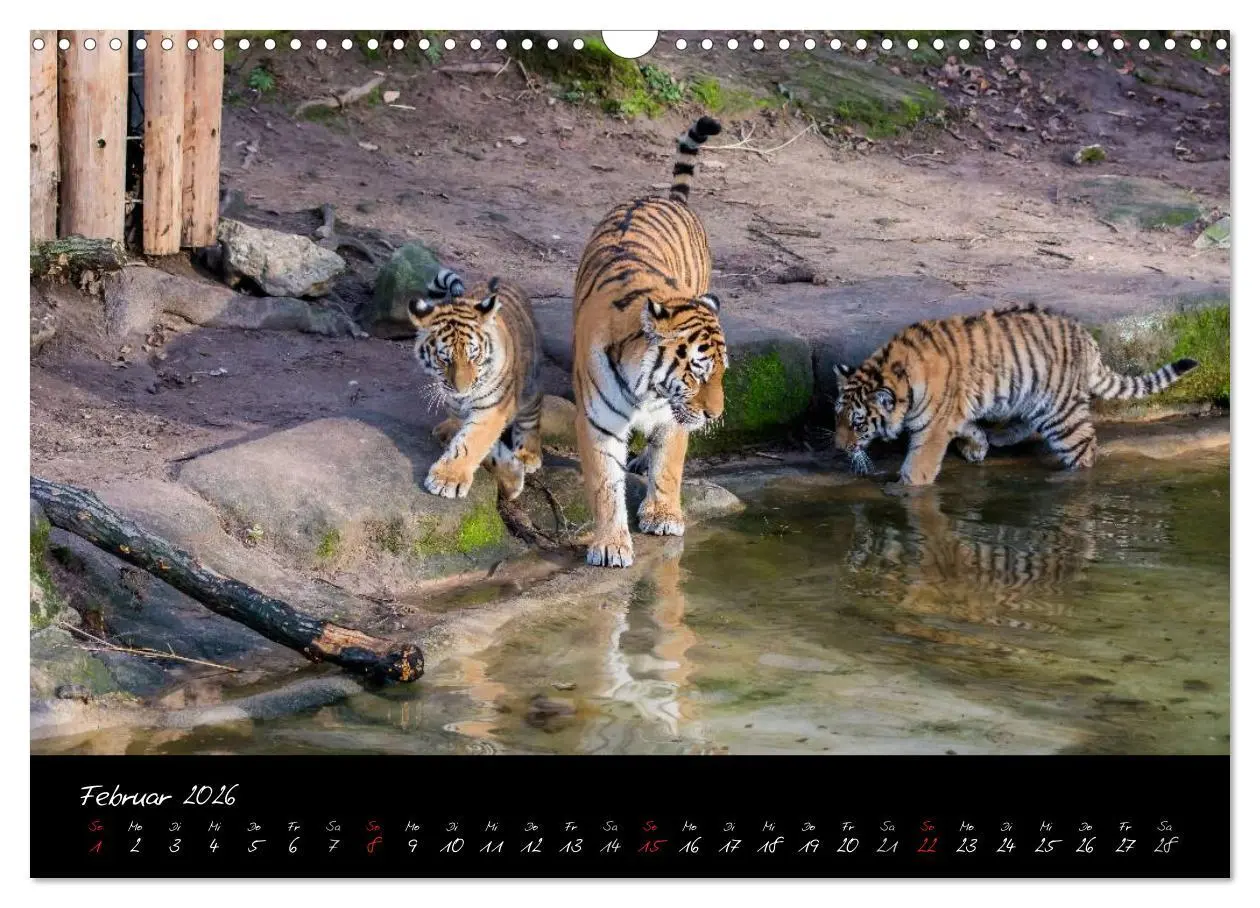 Bild: 9783457909799 | Tiergarten Nürnberg (Wandkalender 2026 DIN A3 quer), CALVENDO...