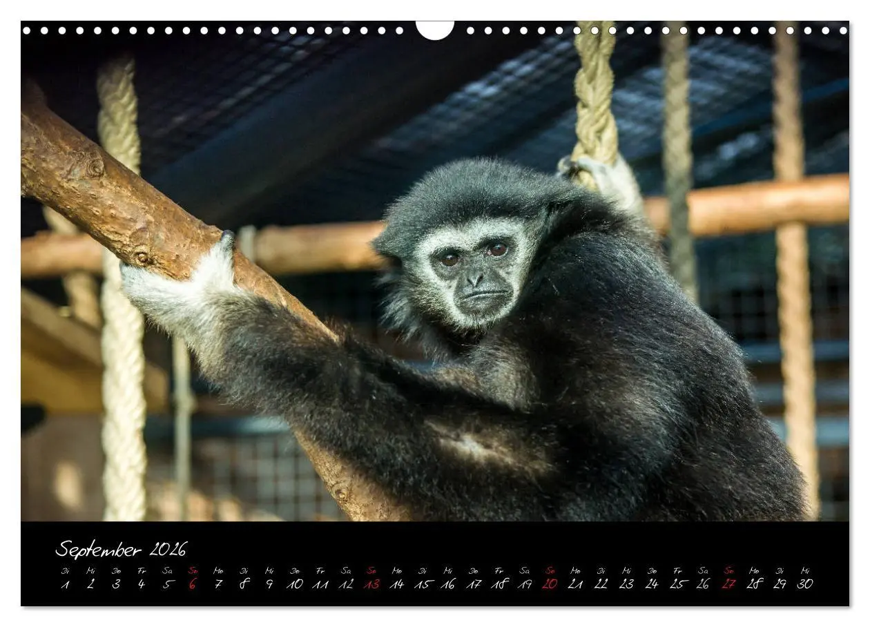 Bild: 9783457909799 | Tiergarten Nürnberg (Wandkalender 2026 DIN A3 quer), CALVENDO...