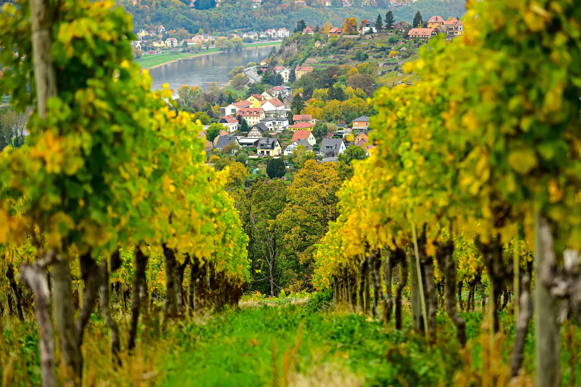 Bild: 9783959619899 | Sächsisches Allerlei | Kristina vom Dorf (u. a.) | Buch | 192 S.