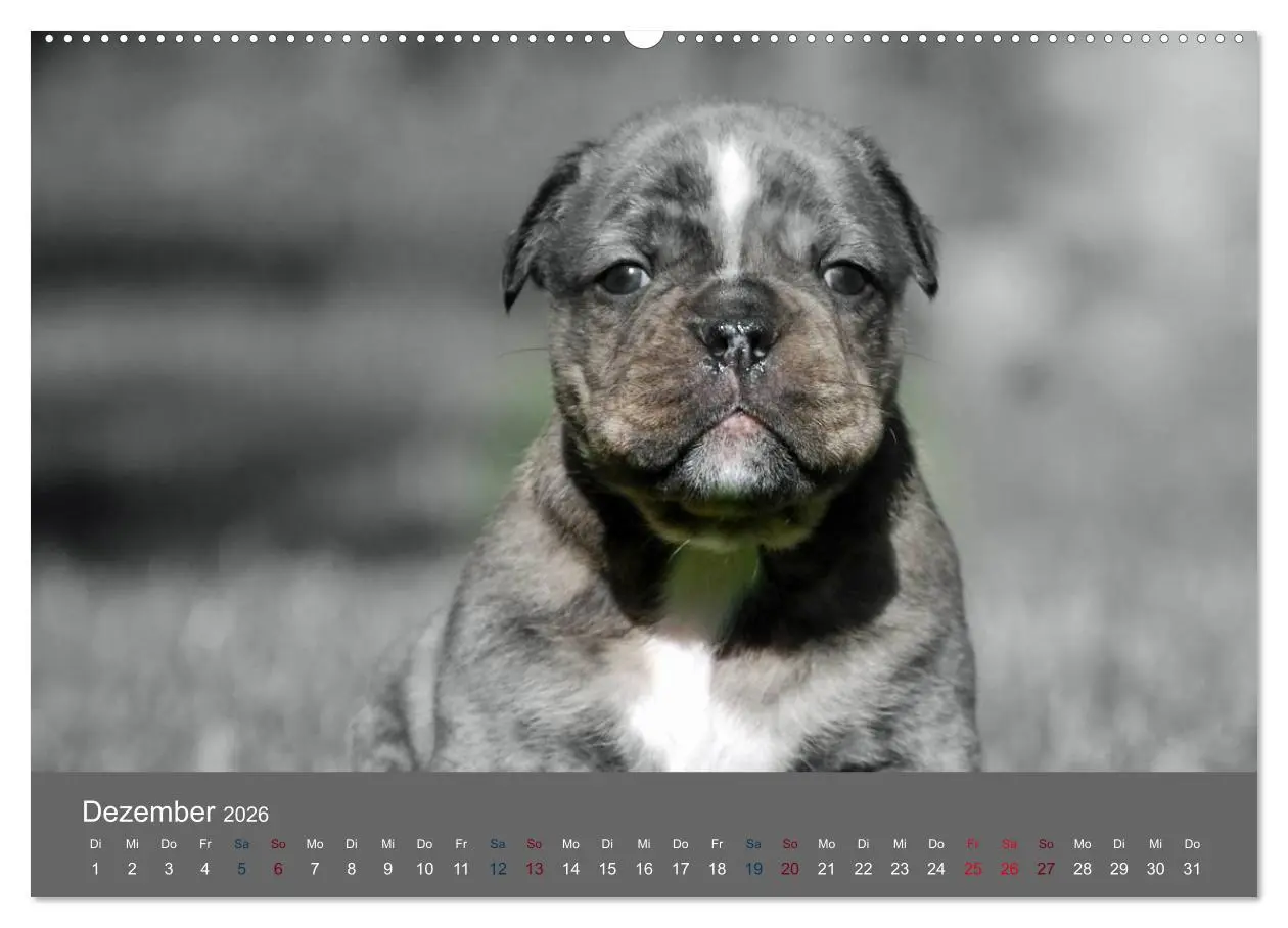 Bild: 9783516149999 | Bulldoggen-Zwerge (hochwertiger Premium Wandkalender 2026 DIN A2...